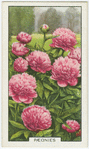Paeonies.