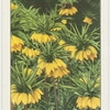 Fritillary.