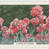 Carnations.