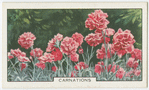 Carnations.