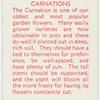 Carnations.