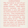 Carnations.