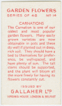 Carnations.