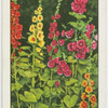 Hollyhocks.
