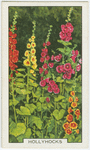 Hollyhocks.