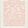 Hollyhocks.