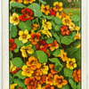 Nasturtiums.