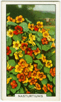Nasturtiums.