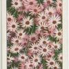 Swan River daisies.