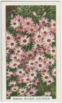 Swan River daisies.