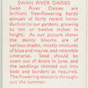 Swan River daisies.