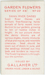 Swan River daisies.