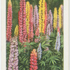 Lupines.