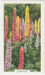 Lupines.