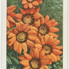 Gazania.