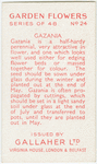 Gazania.