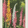 Foxgloves.