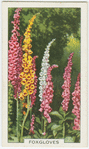 Foxgloves.