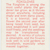 Foxgloves.