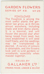 Foxgloves.