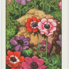 Anemones.
