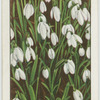 Snowdrops.