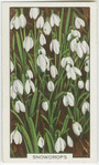 Snowdrops.