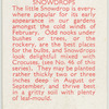 Snowdrops.