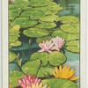 Water lilies.