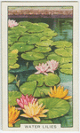 Water lilies.
