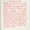 Water lilies.