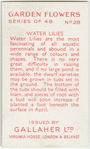 Water lilies.