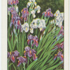 Iris.