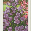 Canterbury bells.