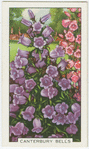 Canterbury bells.