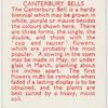 Canterbury bells.