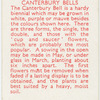 Canterbury bells.