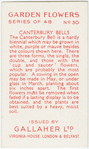 Canterbury bells.