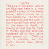 Layia.