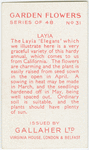 Layia.