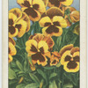 Pansies.