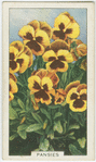Pansies.