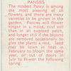 Pansies.