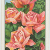 Roses.