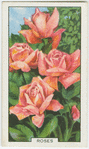Roses.