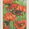 Poppies.
