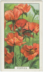 Poppies.