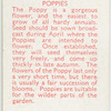 Poppies.