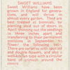 Sweet williams.
