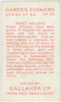 Sweet williams.